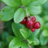 10x Preiselbeere 10-15cm - Vaccinium Vitis Idaea