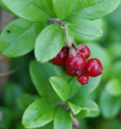 10x Preiselbeere 10-15cm - Vaccinium Vitis Idaea