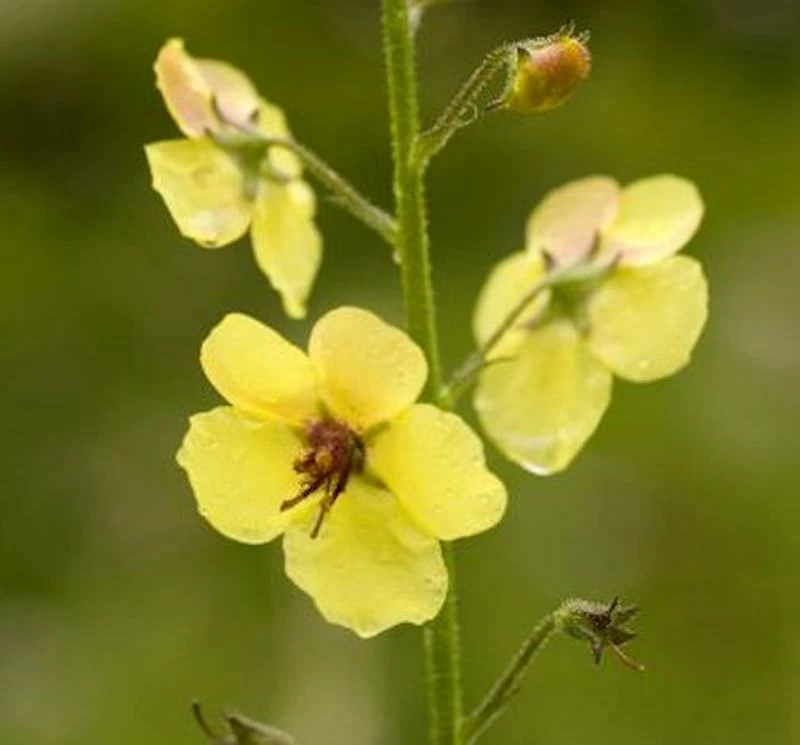 Königskerze Cotswold Queen - Verbascum Hybrid 3 Königskerze Cotswold Queen - Verbascum Hybrid