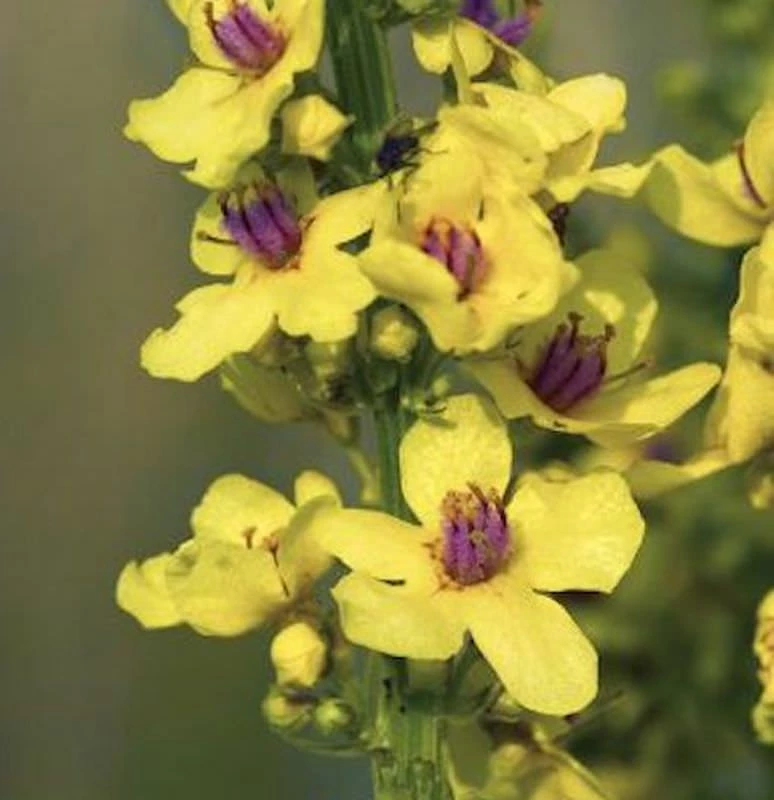 Französische Königskerze Sixteen Candles - Verbascum Chaixii 3 Französische Königskerze Sixteen Candles - Verbascum Chaixii