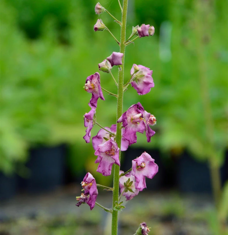 Phönizische Königskerze Rosetta - Verbascum Phoeniceum 3 Phönizische Königskerze Rosetta - Verbascum Phoeniceum