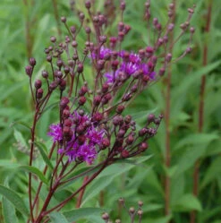 Arkansas Scheinaster - Vernonia Crinita