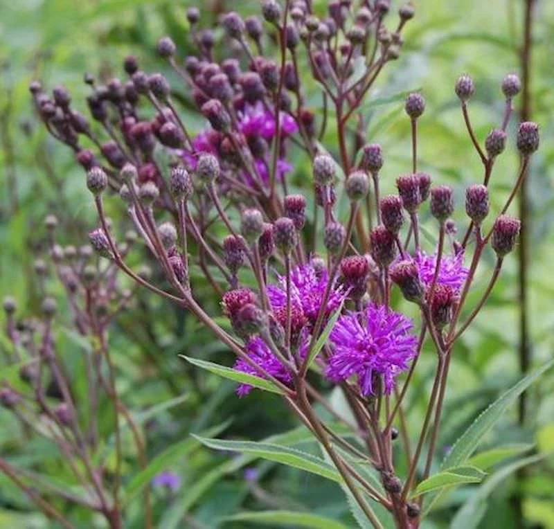 Arkansas Scheinaster Mammuth - Vernonia Crinita 3 Arkansas Scheinaster Mammuth - Vernonia Crinita