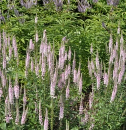 Ehrenpreis Inspire Pink - Veronica Cultorum