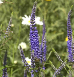 Hoher Wiesenehrenpreis Blauriesin - Veronica Longifolia