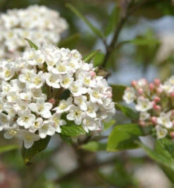 Osterschneeball Mohawk 60-80cm - Viburnum Burkwoodii