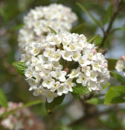 Osterschneeball 30-40cm - Viburnum Burkwoodii