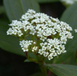 Immergrüner Zwergschneeball 15-20cm - Viburnum Davidii