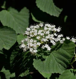 Breitdoldiger Schneeball Cardinal Candy® 80-100cm - Viburnum Dilatatum