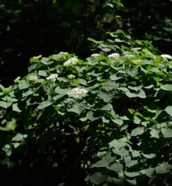 Breitdoldiger Schneeball Michael Dodge 60-80cm - Viburnum Dilatatum