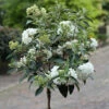 Hochstamm Schneeball Eskimo 60-80cm - Viburnum Erubes