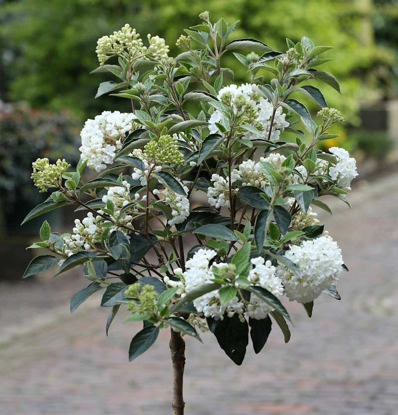 Hochstamm Schneeball Eskimo 40-60cm - Viburnum Erubes 3 Hochstamm Schneeball Eskimo 40-60cm - Viburnum Erubes