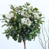 Hochstamm Wintergrüner Schneeball Winton 80-100cm - Viburnum Hillieri