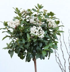 Hochstamm Wintergrüner Schneeball Winton 80-100cm - Viburnum Hillieri