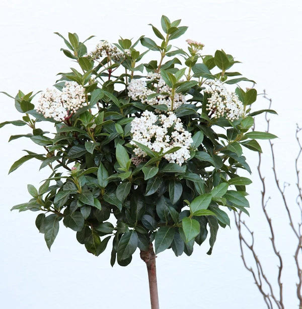Hochstamm Wintergrüner Schneeball Winton 80-100cm - Viburnum Hillieri 3 Hochstamm Wintergrüner Schneeball Winton 80-100cm - Viburnum Hillieri
