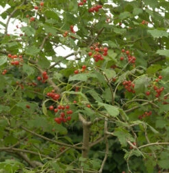 Zwerg Schneeball 40-60cm - Viburnum Opulus