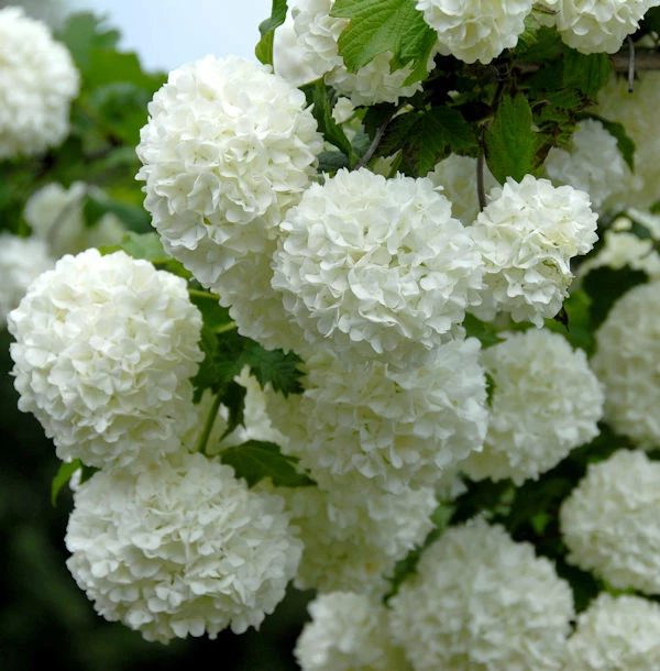 Echter Schneeball 30-40cm - Viburnum Opulus Roseum 3 Echter Schneeball 30-40cm - Viburnum Opulus Roseum