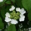 Pyramiden Schneeball Kilimanjaro® 125-150cm - Viburnum Plicatum 2 Pyramiden Schneeball Kilimanjaro® 125-150cm - Viburnum Plicatum -NR-01 Verkäufe Viburnum plicatum Kilimandjaro BLWS033018 1