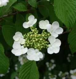 Pyramiden Schneeball Kilimanjaro® 125-150cm - Viburnum Plicatum