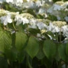 Etagen Schneeball Mariesii 30-40cm - Viburnum Plicatum -NR-01 Verkäufe Viburnum plicatum Mariesii1 5