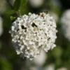 Hochstamm Schneeball Schroeders Nadine 80-100cm - Viburnum Plicatum 1 Hochstamm Schneeball Schroeders Nadine 80-100cm - Viburnum Plicatum -NR-01 Verkäufe Viburnum plicatum Schroeders Nadine