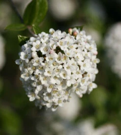Hochstamm Schneeball Schroeders Nadine 80-100cm - Viburnum Plicatum