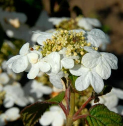 Hochstamm Japanischer Schneeball Summer Snowflake 60-80cm - Viburnum Plicatum