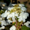 Hochstamm Japanischer Schneeball Summer Snowflake 80-100cm - Viburnum Plicatum