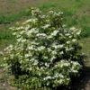 Gefüllter Schneeball Watanabe 40-60cm - Viburnum Plicatum -NR-01 Verkäufe Viburnum plicatumWatanabe