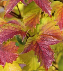 Sargents Schneeball Onondaga 40-60cm - Viburnum Sargentii
