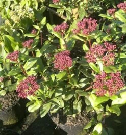 Mittelmeer Schneeball Gwenllian 40-60cm - Viburnum Tinus