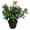 Mittelmeer Schneeball Lisa Rose 40-50cm - Viburnum Tinus 2 Mittelmeer Schneeball Lisa Rose 40-50cm - Viburnum Tinus -NR-01 Verkäufe Viburnum tinus Lisa Rose BLWS110393