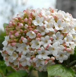 Großblumiger Duft Schneeball 30-40cm - Viburnum Carlcephalum