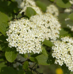 Wolliger Schneeball 125-150cm - Viburnum Lantana
