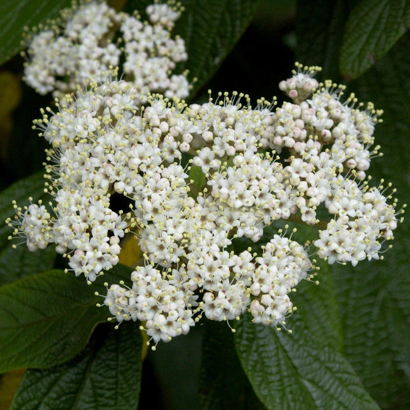 Immergrüner Zungen Schneeball 125-150cm - Viburnum Rhytidophyllum 3 Immergrüner Zungen Schneeball 125-150cm - Viburnum Rhytidophyllum