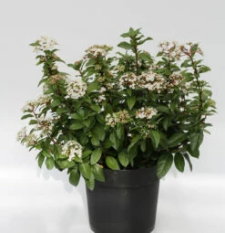 Mittelmeer Schneeball 60-80cm - Viburnum Tinus
