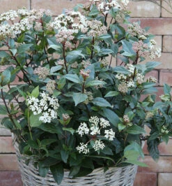 Mittelmeer Schneeball Eve Price 30-40cm - Viburnum Tinus