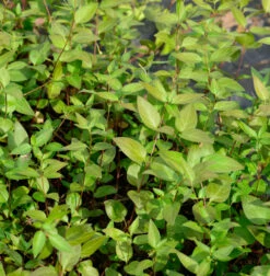 Balkan Immergrün Darlington Star - Vinca Balcanica