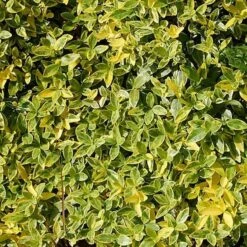 Immergrün Aureovariegata - Vinca Major