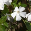 Immergrün Alba - Vinca Major -NR-01 Verkäufe Vinca majorAlba