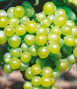 Weinrebe Bianca 80-100cm - Vitis