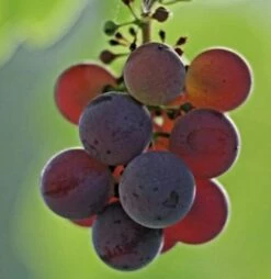 Weinrebe Erdbeertraube 100-125cm - Vitis