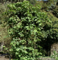 Kernlose Weinrebe Himrod 80-100cm - Vitis