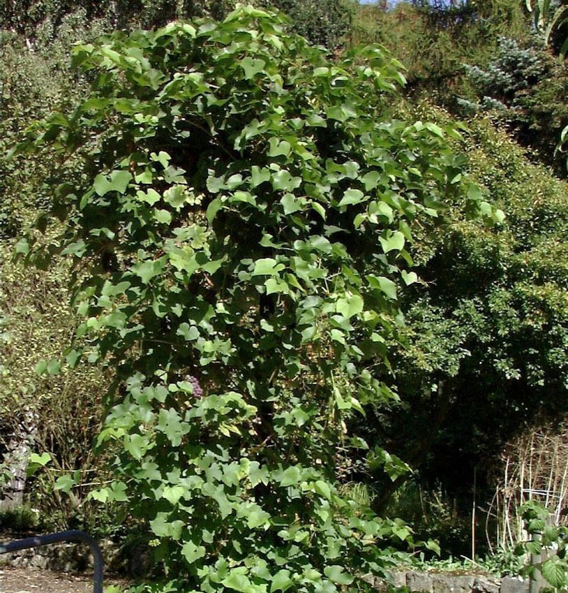 Kernlose Weinrebe Himrod 80-100cm - Vitis 3 Kernlose Weinrebe Himrod 80-100cm - Vitis