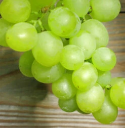 Weinrebe Lakemont Kernlose Trauben 80-100cm - Vitis