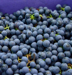 Weinrebe Muscat New York 80-100cm - Vitis