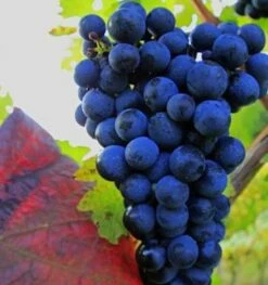 Weinrebe Muscat Bleu 80-100cm - Vitis