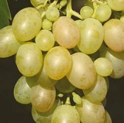 Weinrebe Muskateller 80-100cm - Vitis