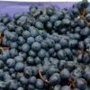 Große Blaue Weinrebe Nero 80-100cm - Vitis 1 Große Blaue Weinrebe Nero 80-100cm - Vitis -NR-01 Verkäufe Vitis Nero 1 1