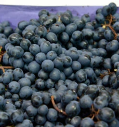 Große Blaue Weinrebe Nero 80-100cm - Vitis